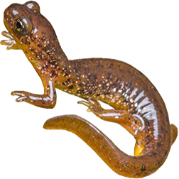 Cascade Salamander